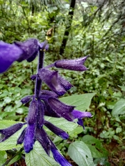 Salvia concolor