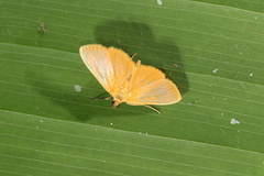 Phaedropsis