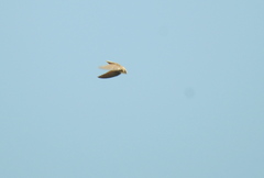 Chaetura meridionalis
