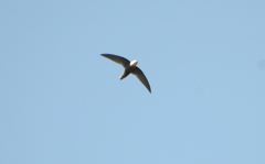 Chaetura meridionalis