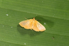 Phaedropsis