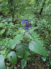 Salvia concolor
