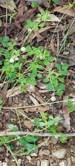 Trifolium tomentosum
