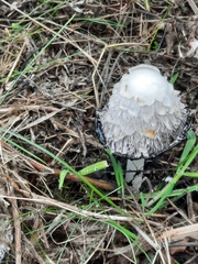Coprinus comatus