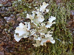 Parmotrema clavuliferum