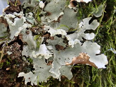 Parmotrema clavuliferum