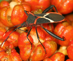 Leptoscelis tricolor