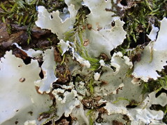 Parmotrema clavuliferum