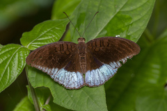 Tanaecia iapis