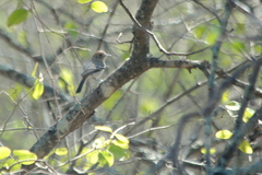 Knipolegus striaticeps