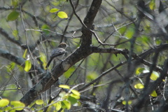 Knipolegus striaticeps
