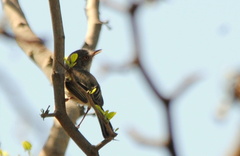 Hemitriccus margaritaceiventer