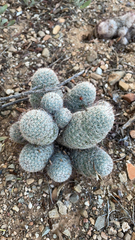 Mammillaria grahamii