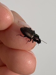 Harpalus distinguendus