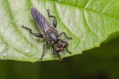 Laphriini