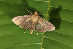 Microthyris prolongalis