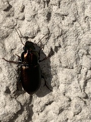Harpalus distinguendus