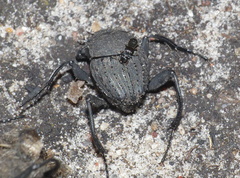 Sisyphus muricatus