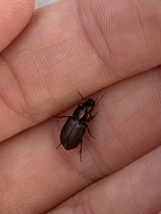 Harpalus distinguendus