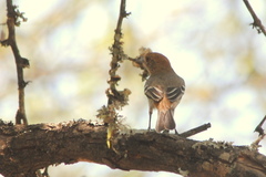 Knipolegus striaticeps