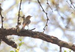 Knipolegus striaticeps