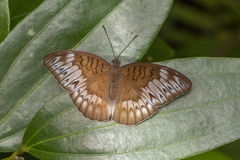 Tanaecia iapis