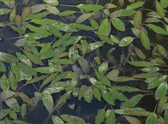 Potamogeton nodosus