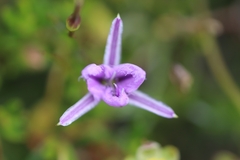 Thysanotus