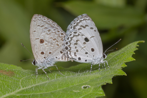 Acytolepis puspa (Horsfield, 1828)