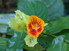Chrysothemis friedrichsthaliana