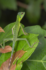 Bronchocela cristatella