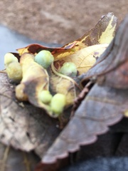 Pachypsylla