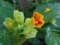 Chrysothemis friedrichsthaliana
