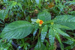 Chrysothemis friedrichsthaliana
