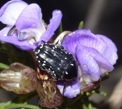 Oxythyrea marginalis