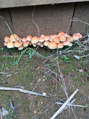 Hypholoma fasciculare