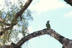 Thectocercus acuticaudatus