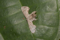 Epipleminae