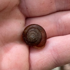Triodopsis hopetonensis
