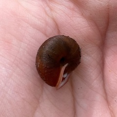 Triodopsis hopetonensis