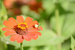 Misumenoides formosipes