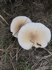 Cyclocybe aegerita