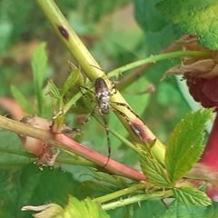 Metellina segmentata