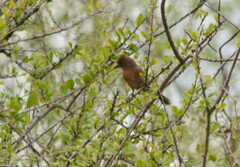 Coryphospingus cucullatus