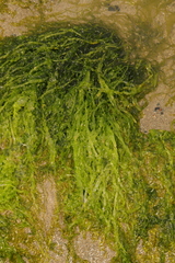 Ulva intestinalis