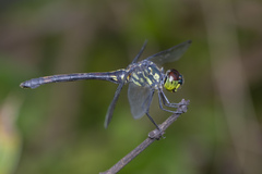 Agrionoptera insignis
