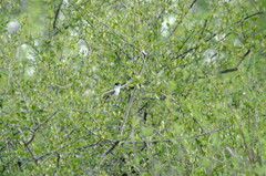 Xenopsaris albinucha