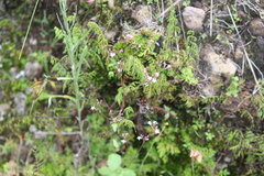 Valeriana urticifolia