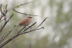 Agelaioides badius