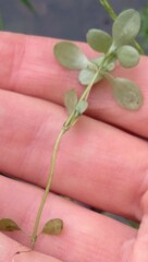 Callitriche